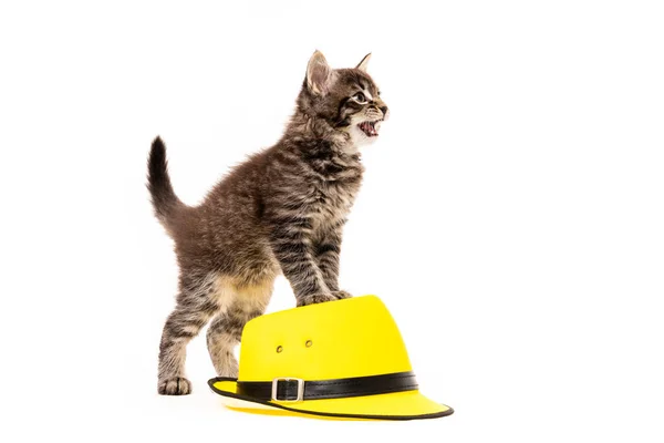 Pequeno Gatinho Sentado Chapéu Isolado Backgroun Branco — Fotografia de Stock