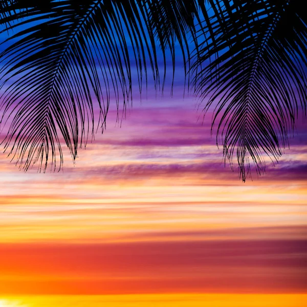 Arancio Drammatico Tramonto Con Palme — Foto Stock