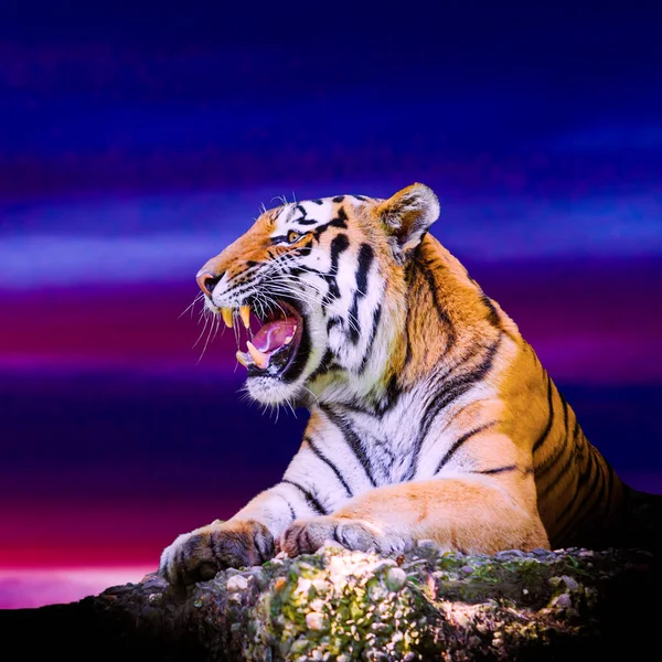 Tigerporträt Auf Dem Felsen Mit Wunderschönem Himmel Bei Sonnenuntergang — Stockfoto