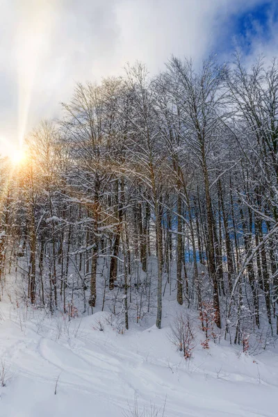 Bela Paisagem Inverno Nevado Panorama Com Floresta Sol Pôr Sol — Fotografia de Stock