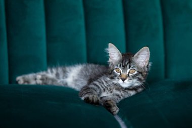 Kedi yavrusu yeşil kanepede yatıyor. 