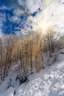 Orman ve güneşli güzel karlı kış manzarası. kış gün batımı