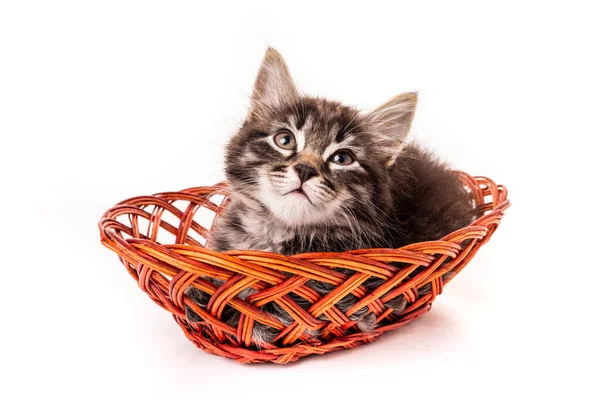 Mignon Petit Chaton Dans Panier Osier Sur Fond Blanc — Photo