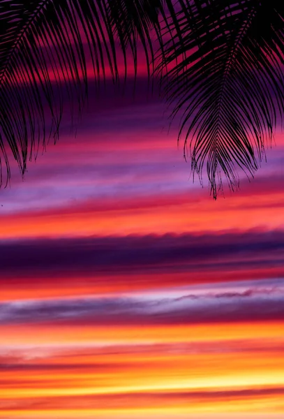 Palm Trees Silhouettes Sunset — Stock Photo, Image