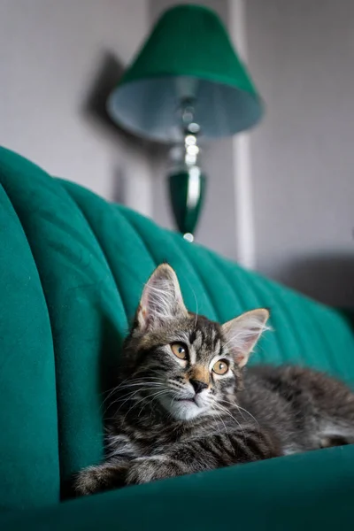 小猫躺在绿色的沙发上 — 图库照片