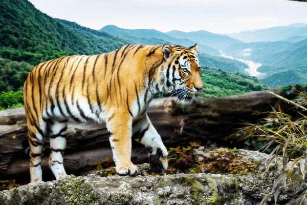 Портрет Тигра Дикой Природе — стоковое фото