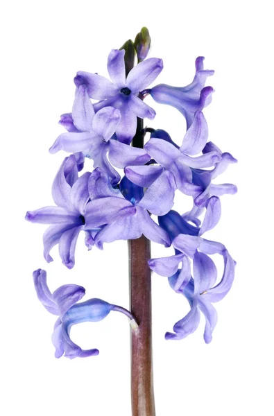 First Spring April Garden Blue Hyacinth Flower Isolated White Studio — Stock Photo, Image