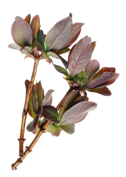Ein Zweig Mit Jungen Dunkelroten Blättern Des Geißblatt Strauches Isoliert — Stockfoto