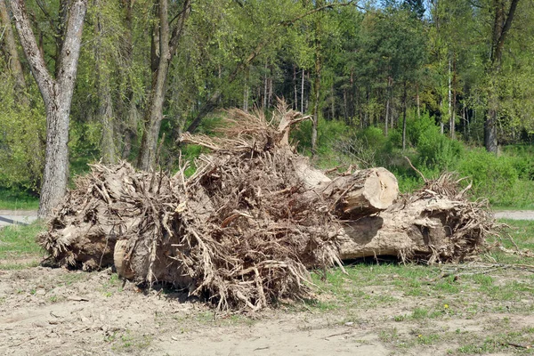 Clearing Forest Glade New Building Were Lot Big Stumps Roots — Stock Photo, Image