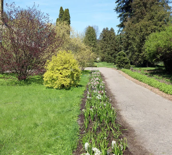 Cesta Vede Jaře Evropské Zahrady Květen Dřeva Postele Hyacinty Stranách — Stock fotografie