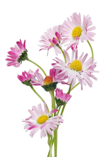 一小束嫩粉色的春天野雏菊花 在白色工作室宏中隔离 — 图库照片