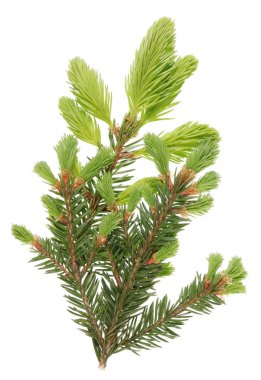 Bir çam ormanı ağaç dalı Nisan genç yeni dallar bahar. Beyaz stüdyo makro çekim izole