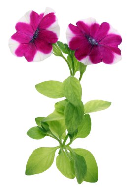 Kırmızı beyaz çiçek Petunya çiçek bahar bahçe bir yatakta. Beyaz stüdyo makro çekim izole