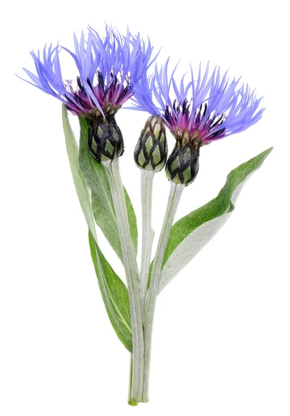 Блакитні Квіти Бутони Садової Весняної Рослини Ізольовані Білому Макро Студійному — стокове фото