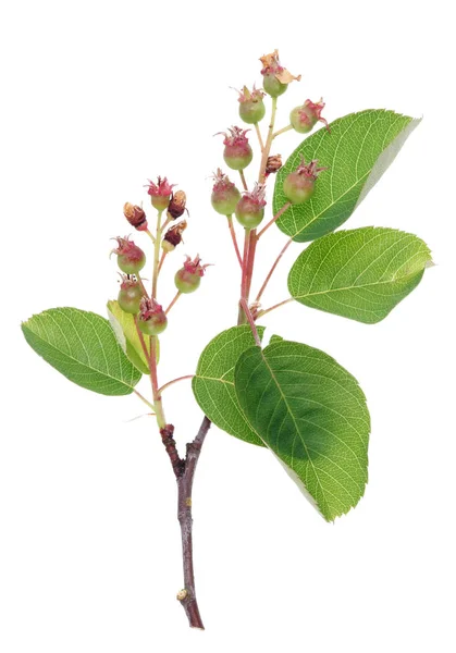 Primavera Galho Floresta Rhamnus Frangula Árvore Selvagem Com Bagas Verdes — Fotografia de Stock