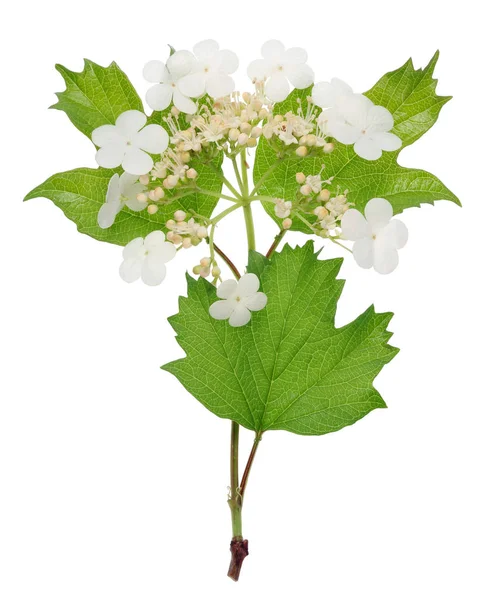 Skogens Vilda Bush Viburnum Blommar Kan Våren Vita Blommor Isolerade — Stockfoto