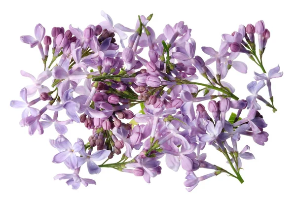 Flores Color Púrpura Claro Verdaderas Lilas Sin Hojas Ramitas Idolated — Foto de Stock