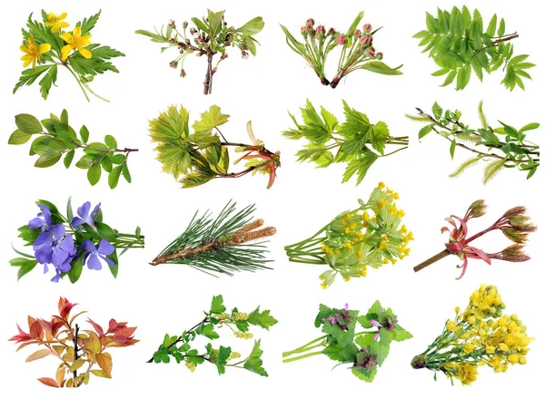 Ställ April Våren Europeiska Vilda Träd Kvistar Och Blommor Isolerad — Stockfoto