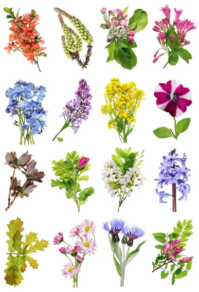 Bahar Avrupa Yabani Bitki Çiçekler Ayarlayabilirsiniz Beyaz Stüdyo Makro Çekimler — Stok fotoğraf