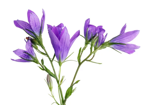 Vero Campane Blu Fiori Campo Miglior Cibo Una Mucca Isolato — Foto Stock