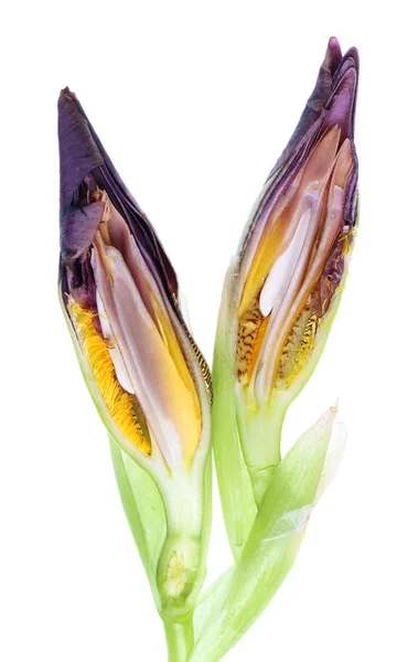 Innerlijke Knippen Van Toppen Van Voorjaar Van Een Tuin Iris — Stockfoto