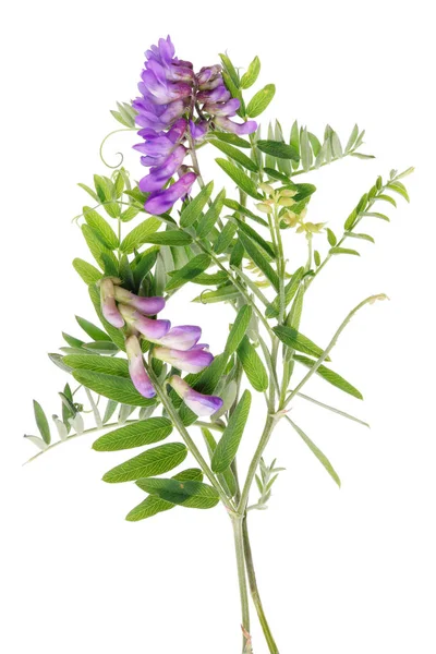 Wiesenfeld Unbewirtschaftet Wie Eine Lianenpflanze Mit Blauen Blüten Ähnlich Der — Stockfoto