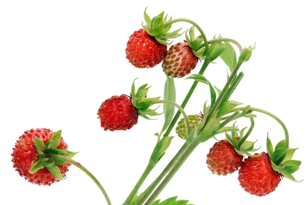 Echte Walderdbeeren Sind Rote Reife Und Grüne Beeren Diesem Strauch — Stockfoto