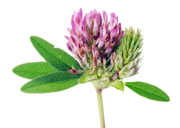 Una Flor Trébol Prado Sin Cultivar Mejor Alimento Para Una — Foto de Stock