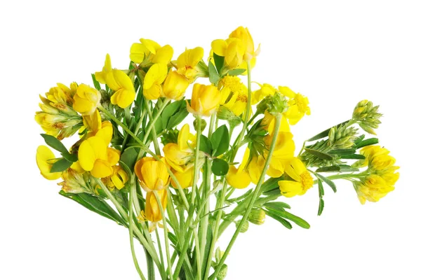 Summer June Forest Uncultivated Yellow Flowers Leaves Isolated White Studio — Stock Photo, Image