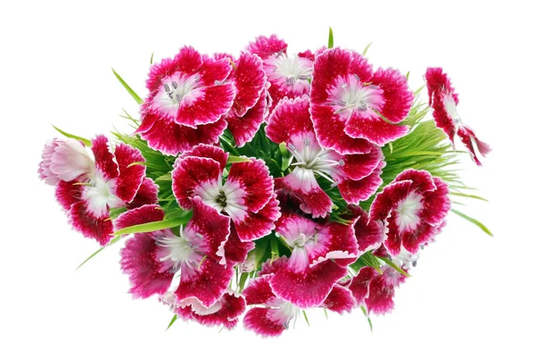 Boutonniere Red Summer Mini Carnations Macro Isolated — Stock Photo, Image