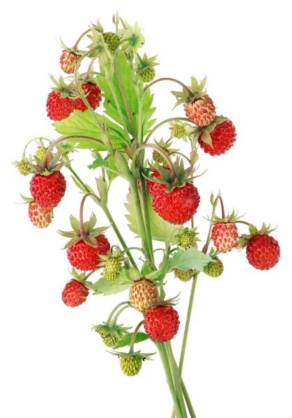 真正的野生草莓红色成熟和绿色浆果在一个灌木 在白色宏工作室拍摄时被隔离 — 图库照片