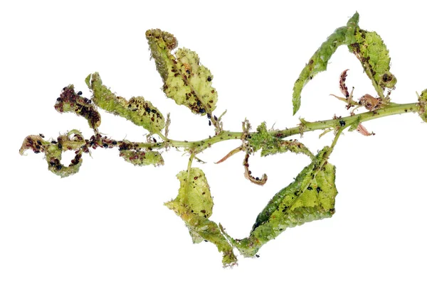 Aphids Είναι Μια Παρασιτική Έντομο Που Απορροφά Χυμό Από Φυτά — Φωτογραφία Αρχείου