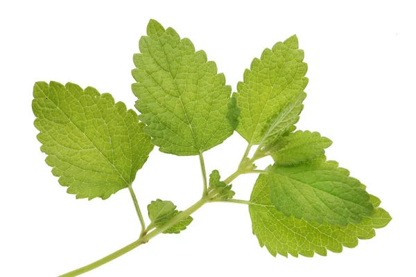 Rama Fresca Menta Limón Bálsamo Aislado Macro Estudio Blanco —  Fotos de Stock