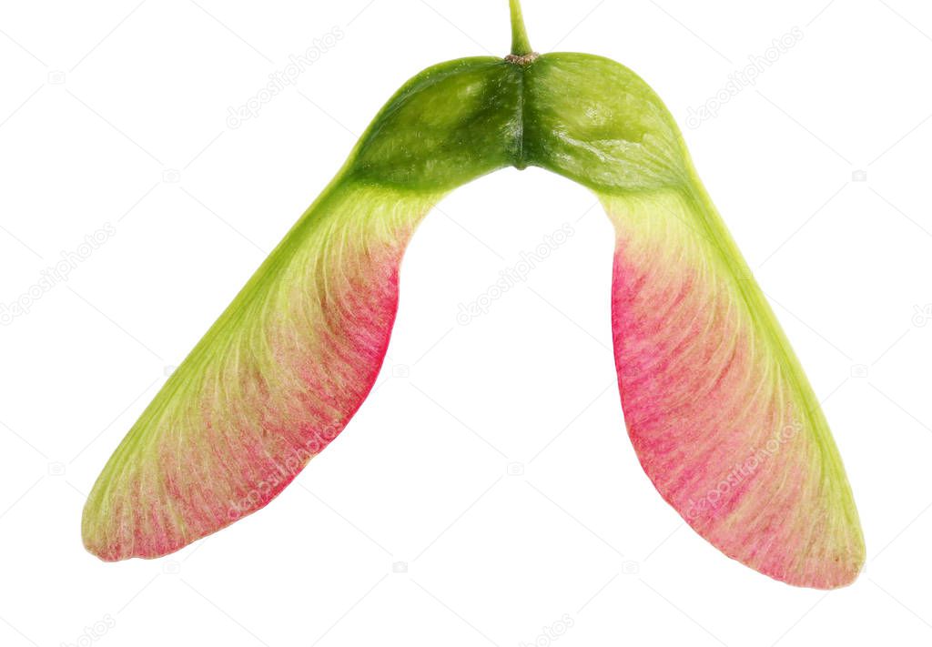 Semilla de arce de árbol (helicóptero) al comienzo de la maduración