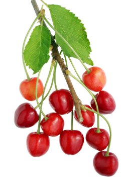 Onbir kırmızı meyveleri tatlı vahşi orman kiraz bir dalda asılı. İzole beyaz stüdyo makro kavramı üzerinde