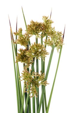 Keskin yeşil çayır çimen sarı tohum ve çiçekler grup ile. Beyaz stüdyo makro çekim izole