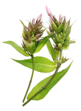 Pembe Phlox çiçekler ve tomurcukları ilk yaz bitki örtüsü aşamasında Bahçe. Beyaz stüdyo makro çekim izole