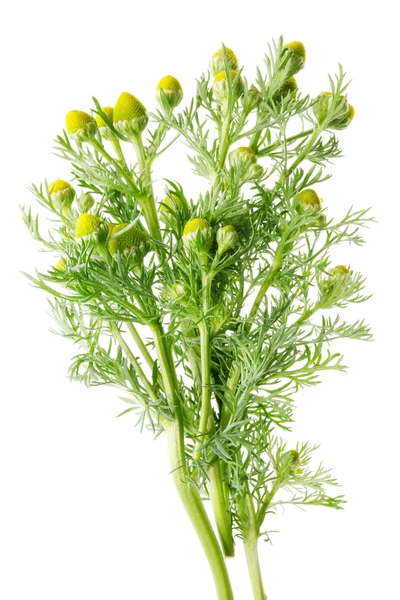 Galhos Com Pequena Farmácia Margaridas Botões Flores Vegetação Primavera Começando — Fotografia de Stock