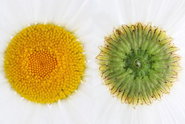 ガーデン カモミール デイジーの花 上部と下部の中央部の頭を見る スタジオ マクロ撮影 — ストック写真