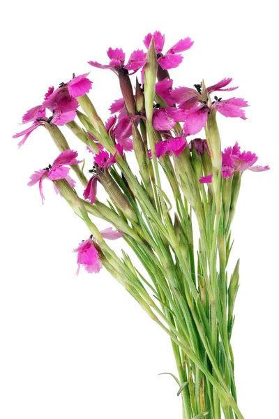 Wild miniature pink field carnations flowers in a micro bouquet. Isolated on white studio macro shot