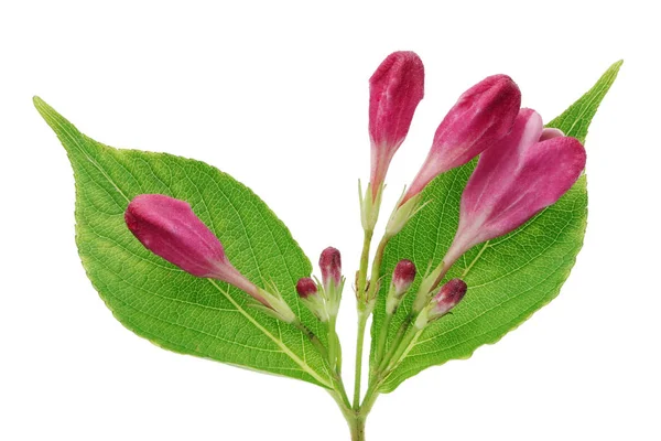 Acht Rosa Sommerblumen Knospen Von Garten Dekorativen Strauch Auf Zweigen — Stockfoto