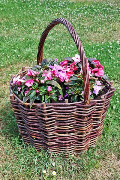 Stor Korg Som Ligger Gräsmatta Med Prästkragar Växer Rosa Blommor — Stockfoto