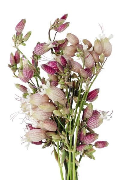 Listrado Flores Verão Rosa Micro Botões Fiedl Selvagem Planta Não — Fotografia de Stock