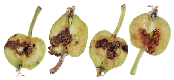 Osa Puolikkaat Vihreitä Pieniä Kypsymättömiä Omenoita Jotka Syödään Pilataan Matoja — kuvapankkivalokuva
