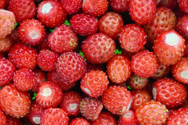 Fresas Maduras Rojas Silvestres Reales Frutas Macro Fondo Estudio Tiro — Foto de Stock