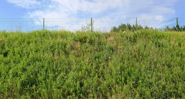 Oben Auf Dem Grasgrünen Hügel Steht Ein Zaun Aus Metallgittern — Stockfoto