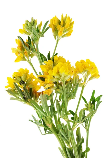 Summer June European Forest Uncultivated Yellow Flowers Bunch Isolated White — Stock Photo, Image