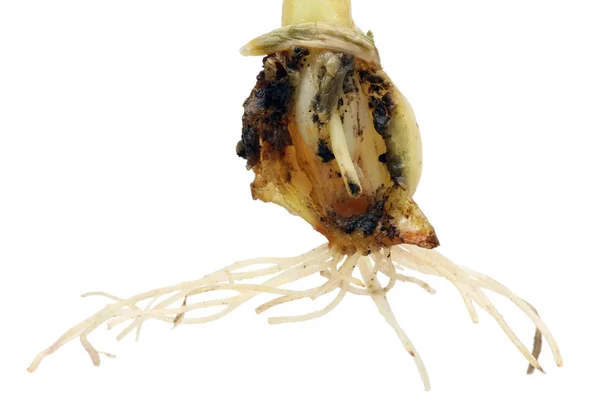 Bulb Eaten Terrible Underground Garden Pest Insect Fen Cricket Bear — Stock Photo, Image