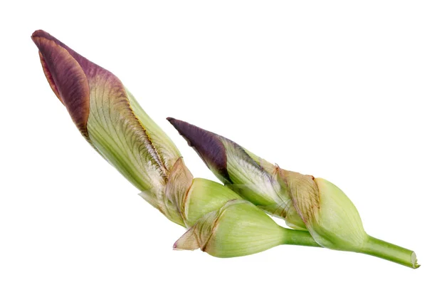 Vårens Knoppar Trädgård Blå Iris Blomma Isolerad Vita Studio Makro — Stockfoto