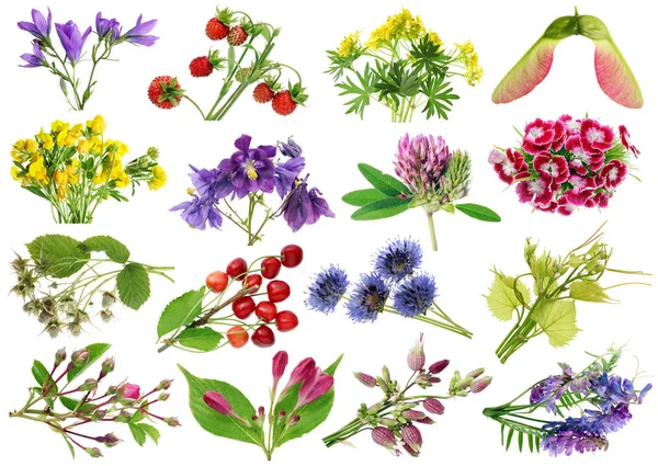 June Summer European Wild Plants Flowers Set Isolated White Studio — Stock Photo, Image